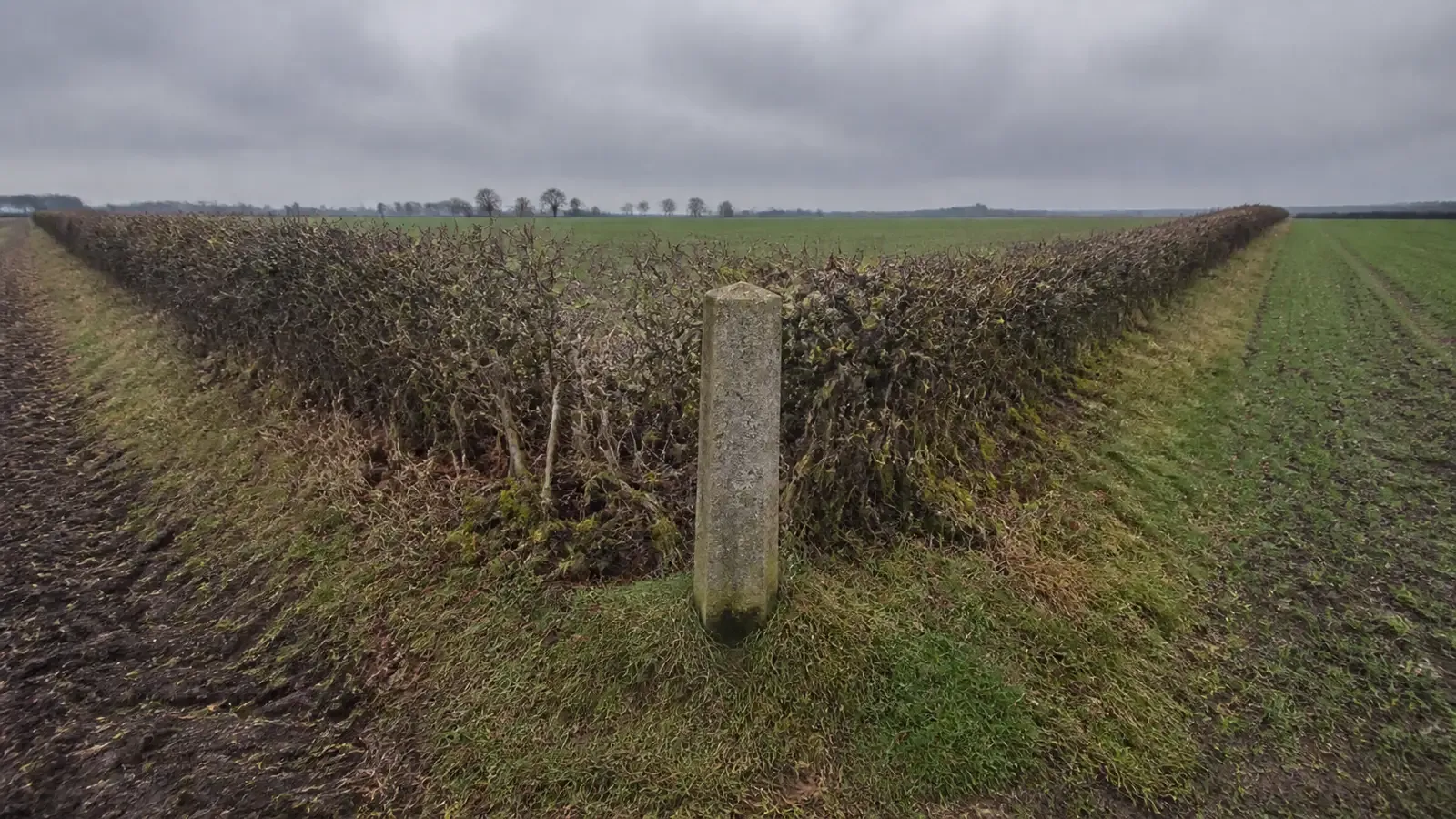 A field corner in flat farmland where two hedgerows meet at a weathered survey marker post, under overcast light