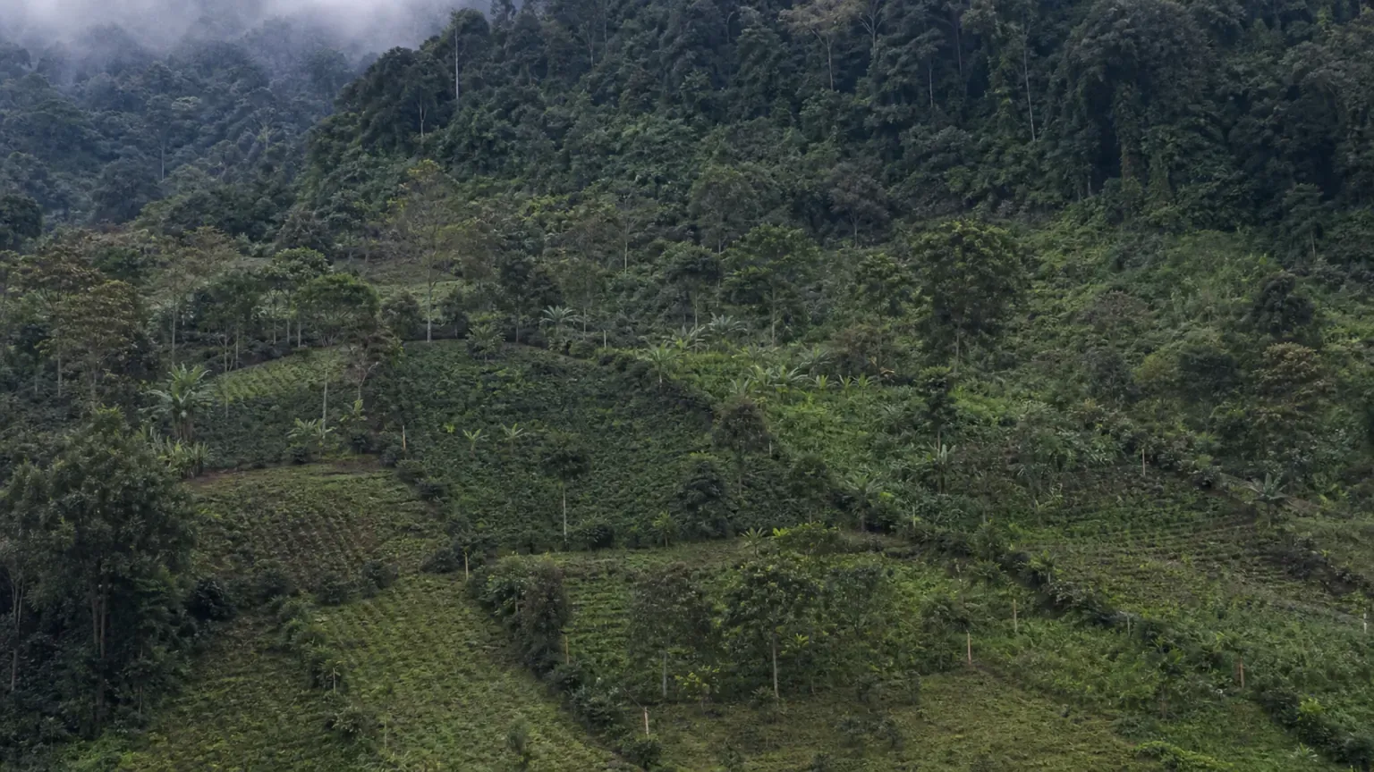Smallholder coffee plots terraced across a misty hillside among shade trees, with slender boundary stakes between parcels and unbroken forest on the ridge above