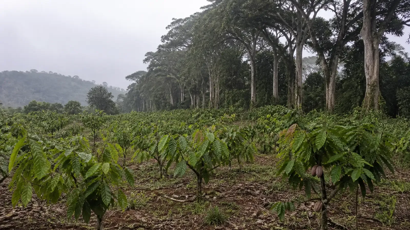 A cocoa smallholding on a low hillside in West Africa, its boundary marked by a line of older shade trees, under flat morning light